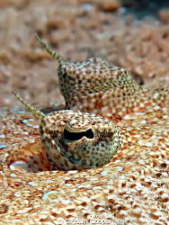 Bothus pantherinus by Cigdem Cooper 
